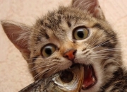 开云官网-绿茵场上的唯一性，当韩国对阵巴拉圭，哈兰德在焦点战中证明自己的不可替代