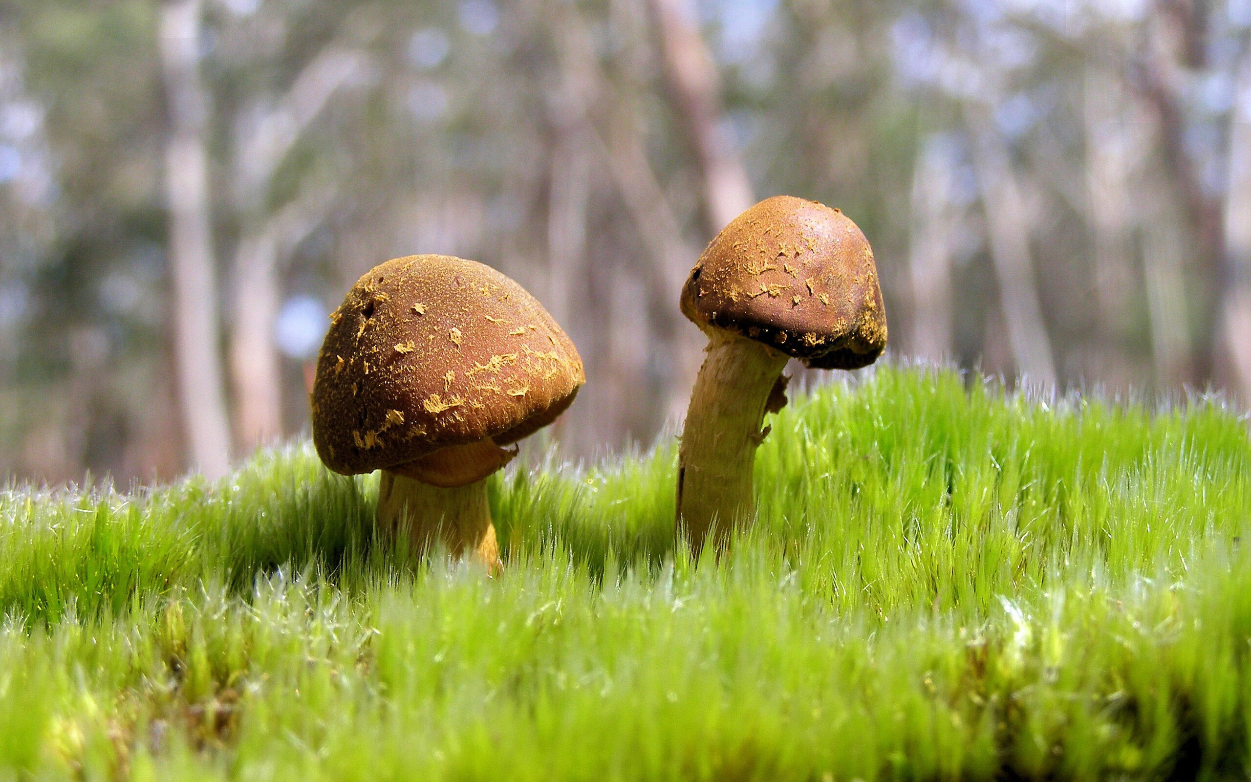 末节风暴！欧文关键19分导演惊天逆转，独行侠国王式翻盘击溃浙江