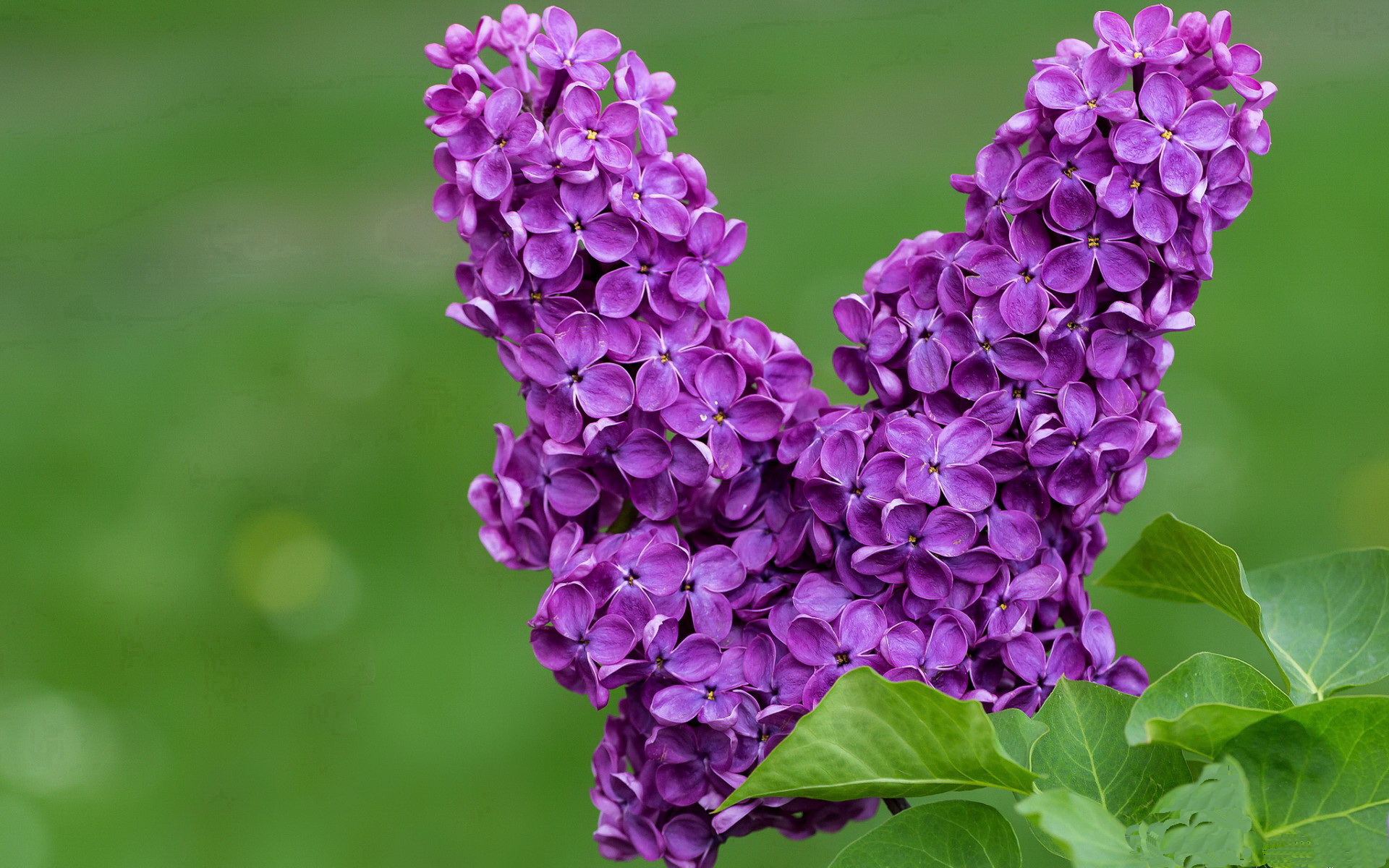 蒂亚戈末节接管比赛，里昂击败切尔西，一场定义职业生涯的表演