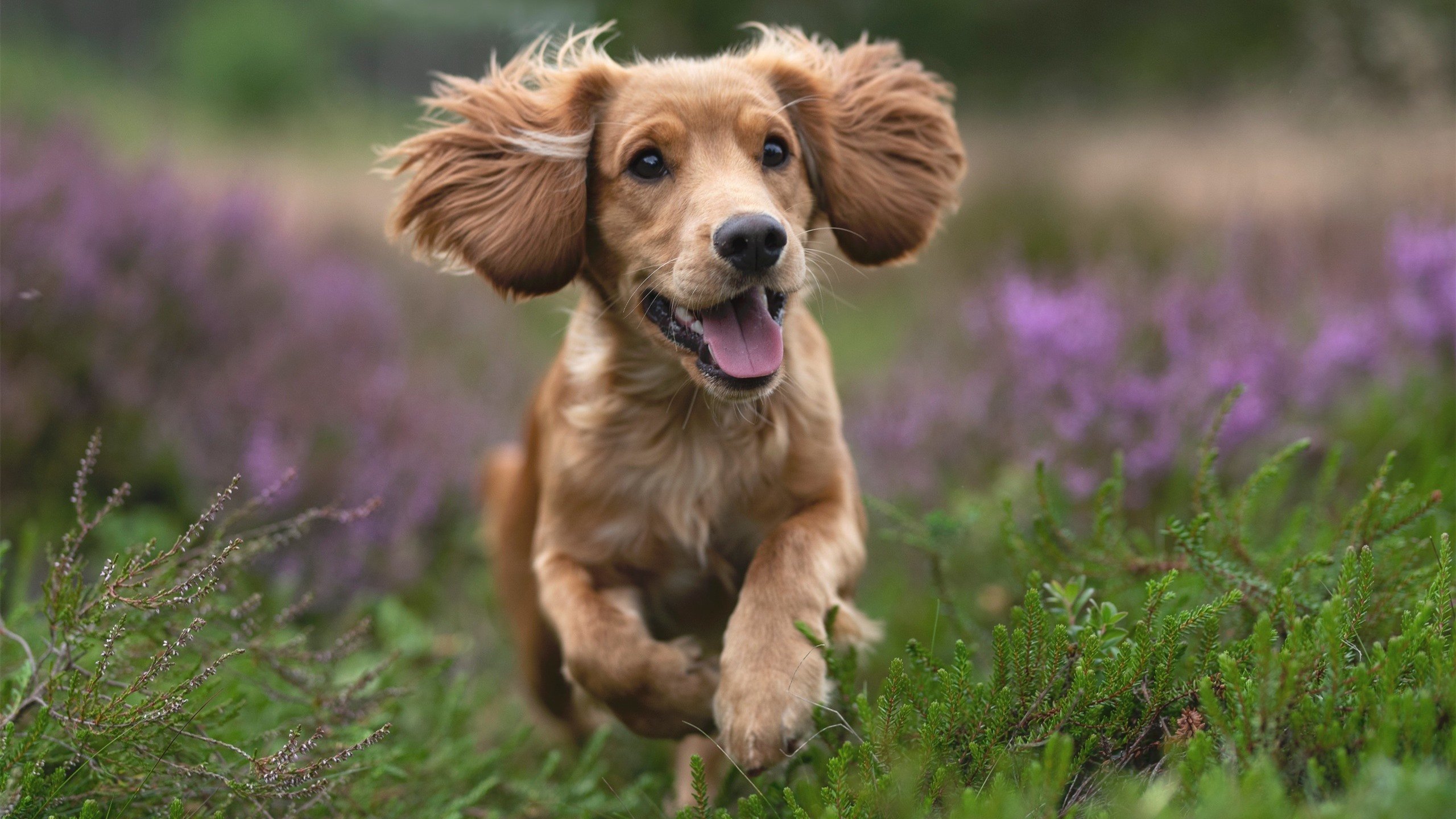 蒂亚戈末节接管比赛，里昂击败切尔西，一场定义职业生涯的表演
